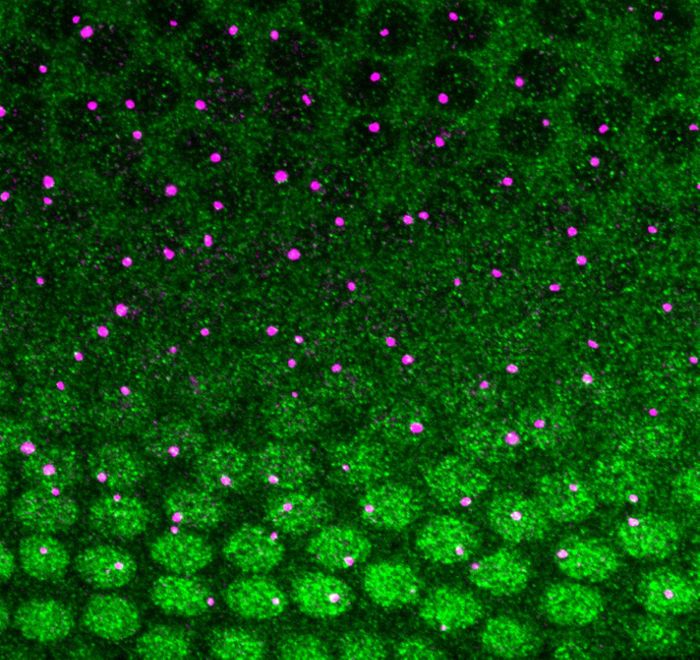 High resolution image of a nuclear cycle 12 Drosophila embryo showing the Dorsal protein gradient (green) and expression of a reporter gene driven by the sog shadow enhancer (magenta). Antibody staining and smFISH; 100x magnification / Credit:  Peter Whitney and Chris Rushlow