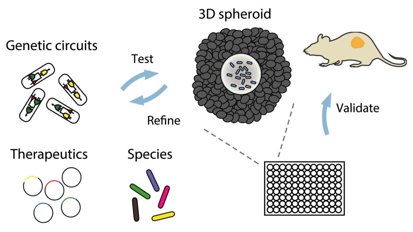 Bacteria colonize multicellular spheroids in vitro where they are screened for growth, circuit dynamics, and therapeutic efficacy and then are validated in mouse tumor models. / Credit: Tetsuhiro Harimoto/Columbia Engineering