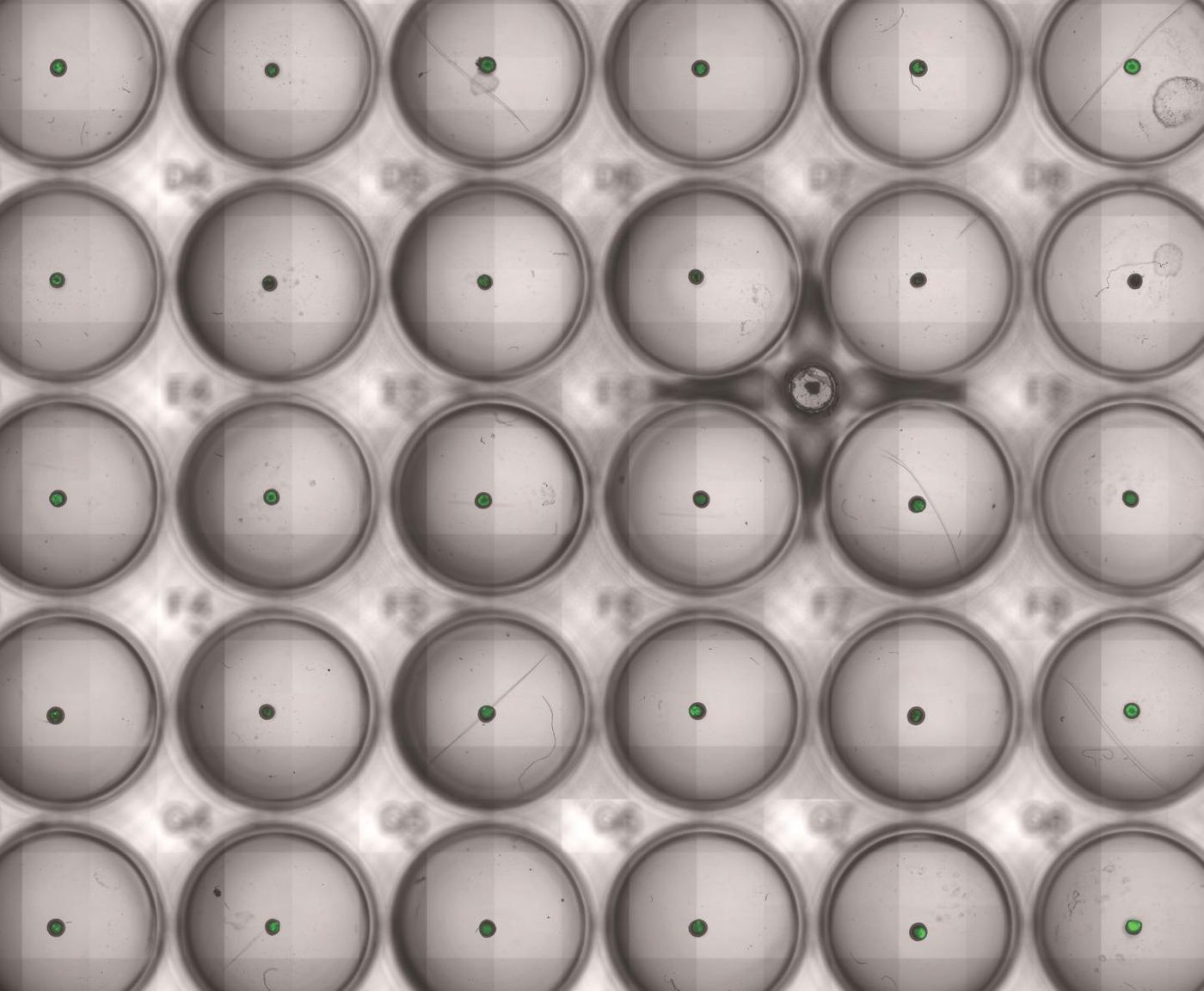 The image shows engineered bacteria (green) in tumor spheroids cultured in a multi-well plate. / Credit: Tetsuhiro Harimoto/Columbia Engineering