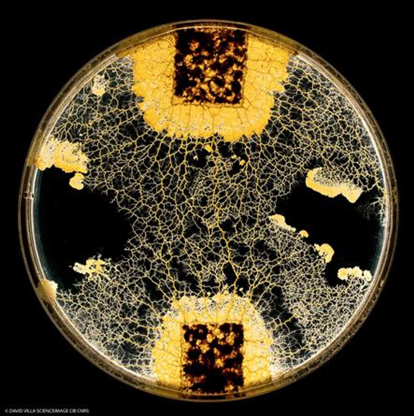 This is a fusion of the venous network of two blobs. / Credit  © David Villa / CNRS Photothèque