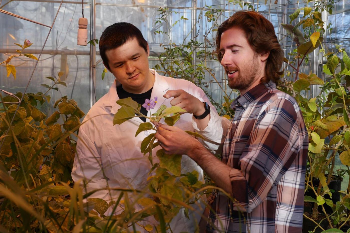 Dan Lybrand and Bryan Leong, MSU graduate students and study co-authors, examine glandular trichomes on the Solanaceae plant's leaf surface. / Credit: Michigan State University