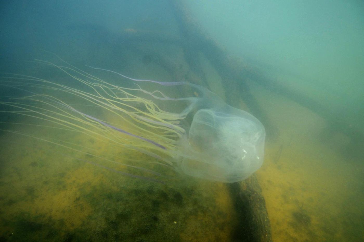 This is the Australian box jellyfish (Chironex fleckeri).  / Credit: Jamie Seymour