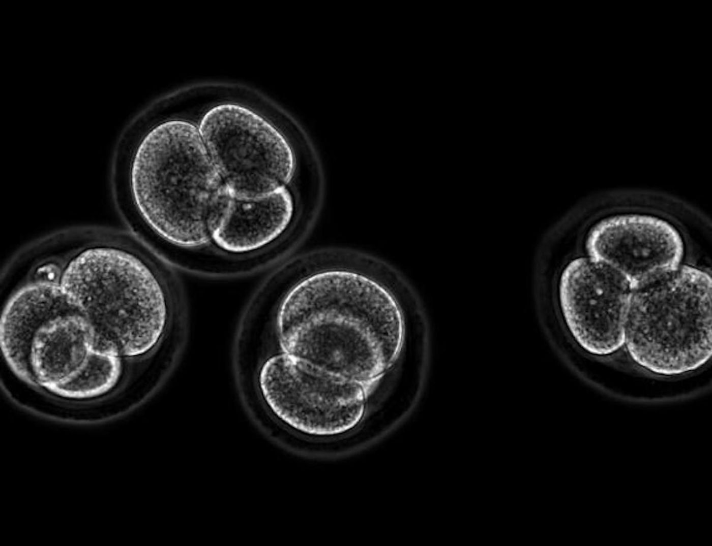 These are 4-cell stage mouse embryos. / Credit: Kirill Makedonski