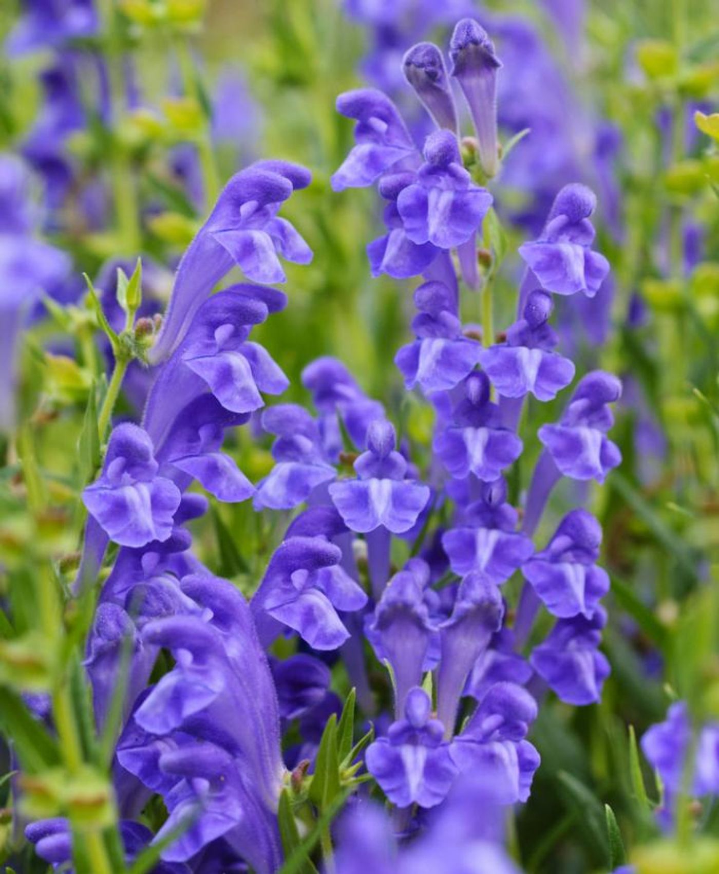 Scutellaria baicalensis - also known as Chinese Skullcap / Credit: Botanikfoto