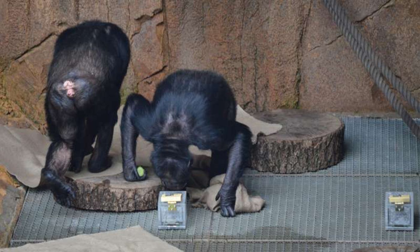 A curious chimpanzee investigates a scent sample provided by researchers.