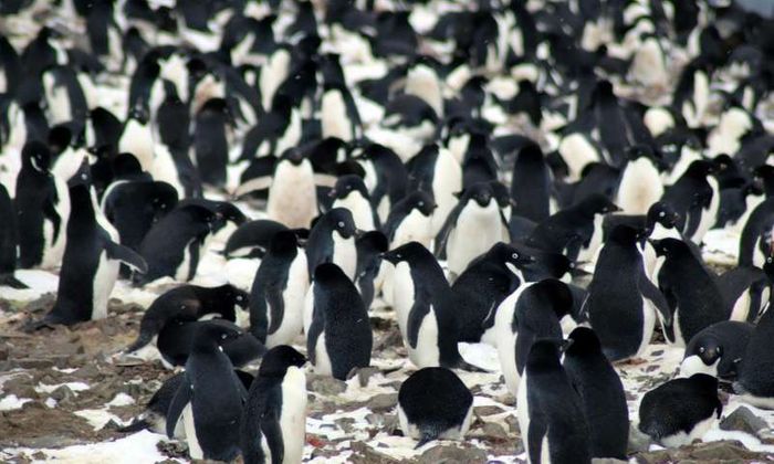 Penguins may be trackable via their tail feathers.