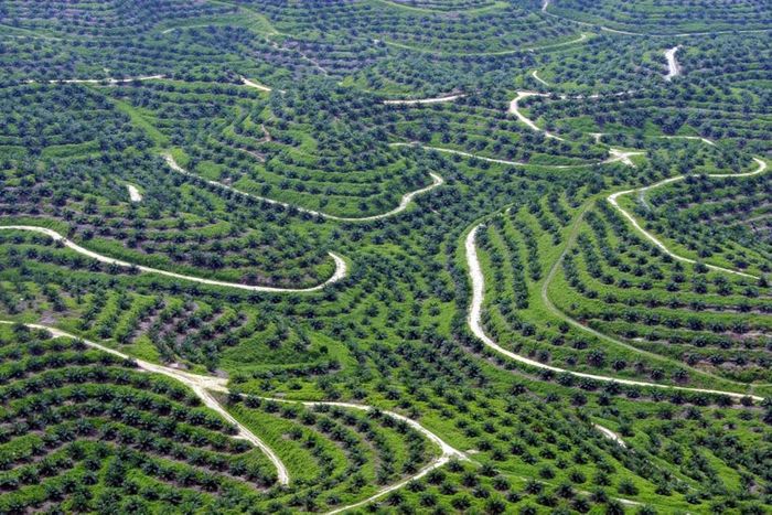 An aerial picture of palm oil plantations in Indragiri Hulu, Riau province, Indonesia. Source: The Gaurdian