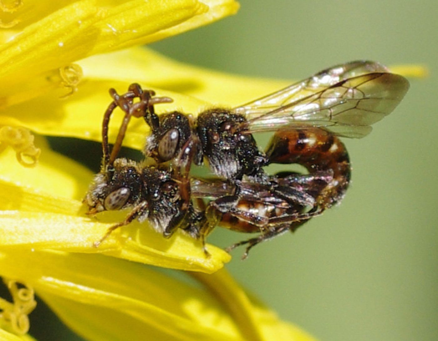 A male cuckoo bee wraps his antennae around the female's during copulation.