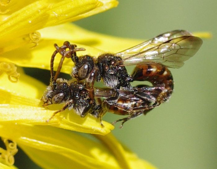 A male cuckoo bee wraps his antennae around the female's during copulation.