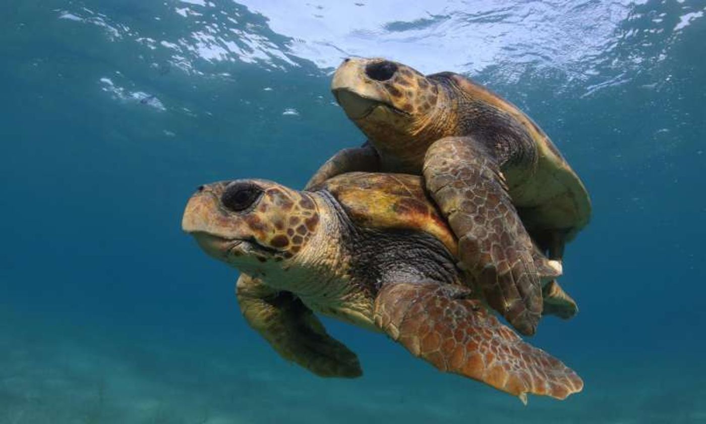 Sea turtles are threatened by the imminent dangers of climate change.