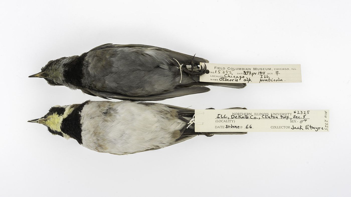 Comparing the birds, it is easy to see how the effects of pollution. Photo: Phys