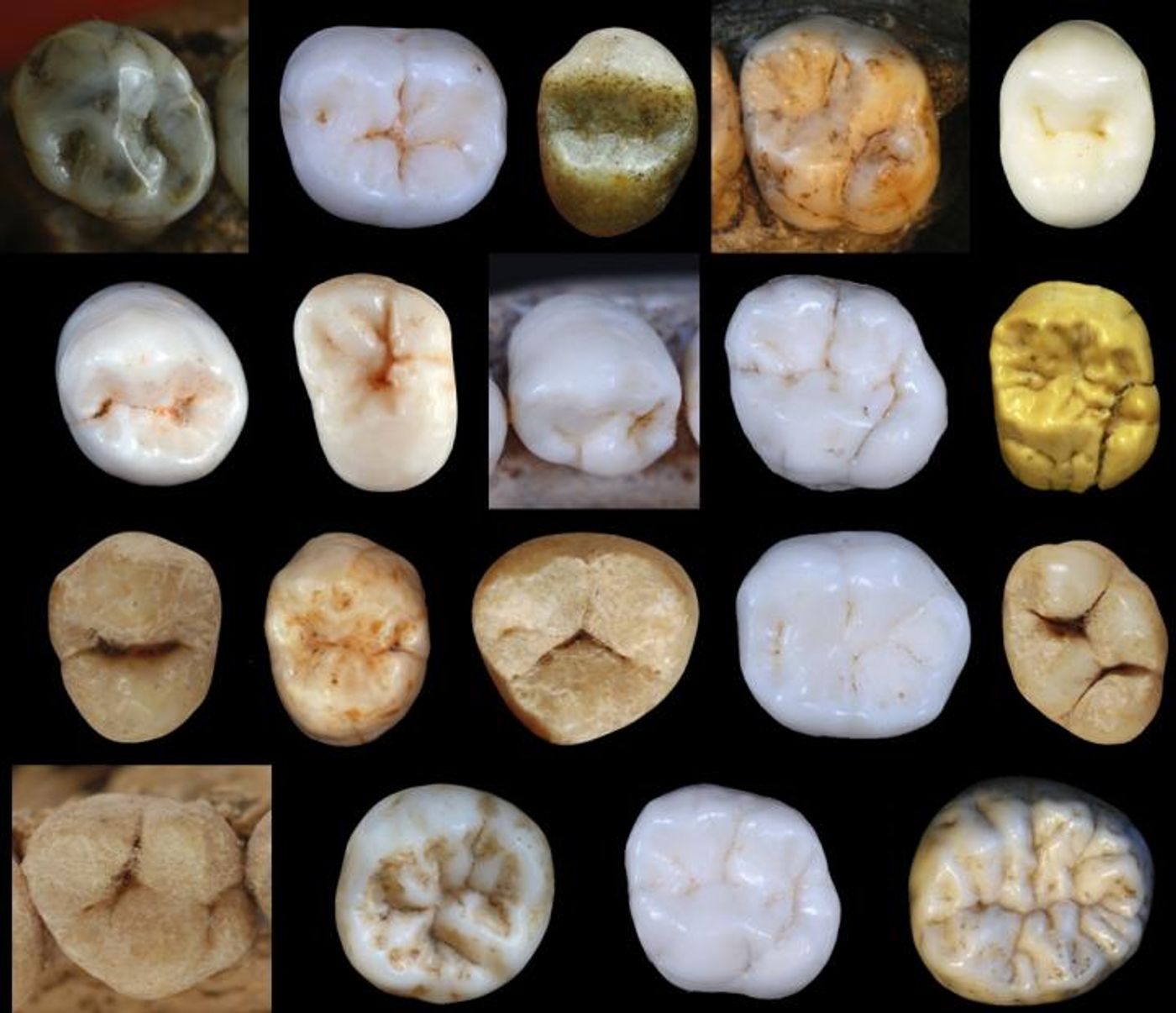 Dental morphology / Credit: Dr. Aida Gómez-Robles