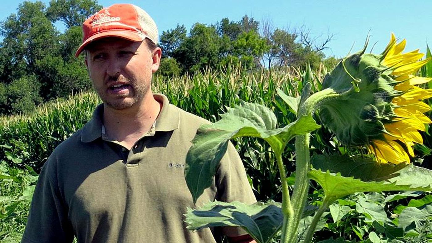 Lundgren in the field in South Dakota studying effects of neonics on pollinators