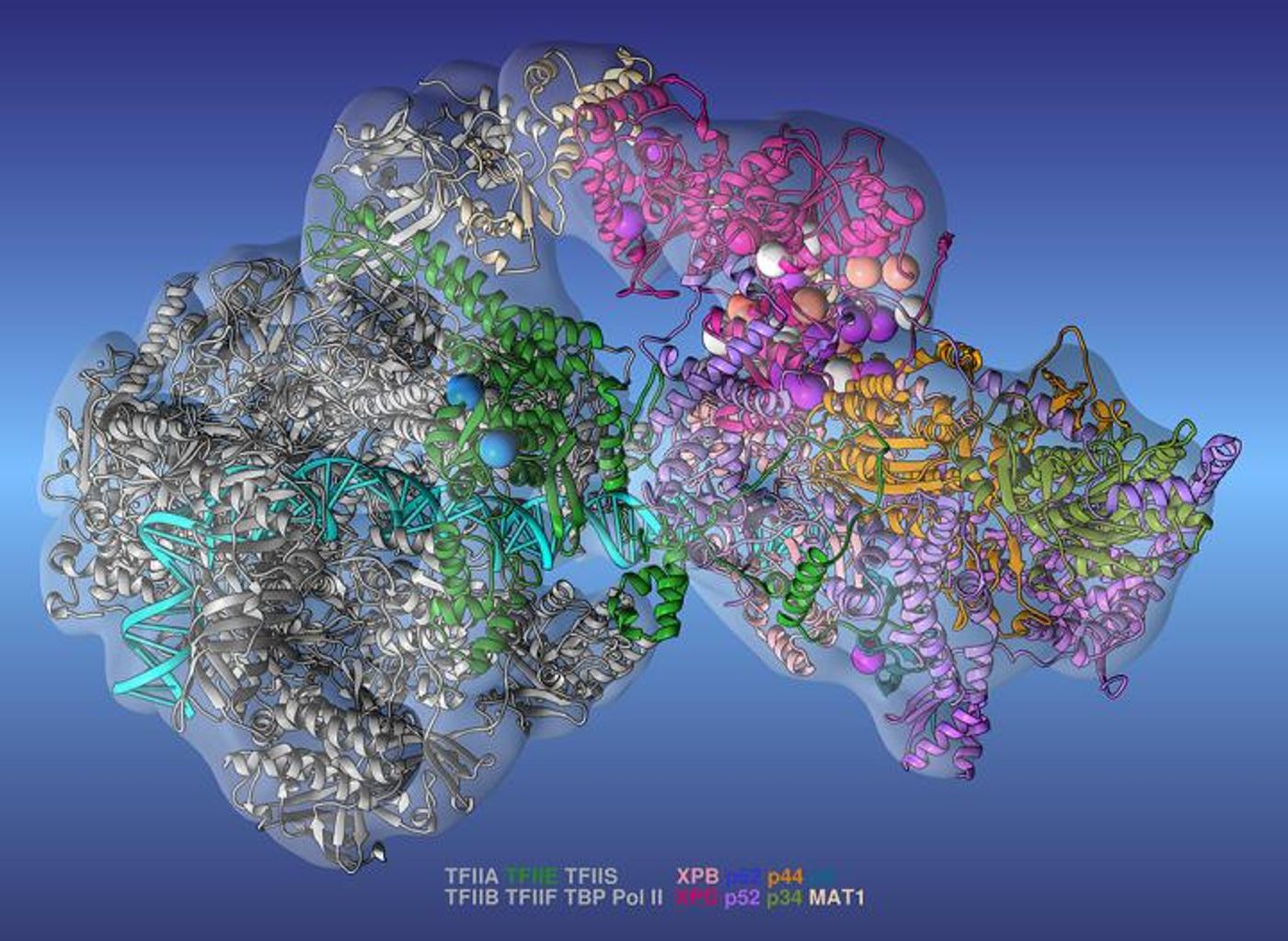 The researchers used the new model to accurately identify clusters of gene mutations (spheres), which helped them study the emergence of various genetic diseases. / Credit: Ivaylo Ivanov, Georgia State University