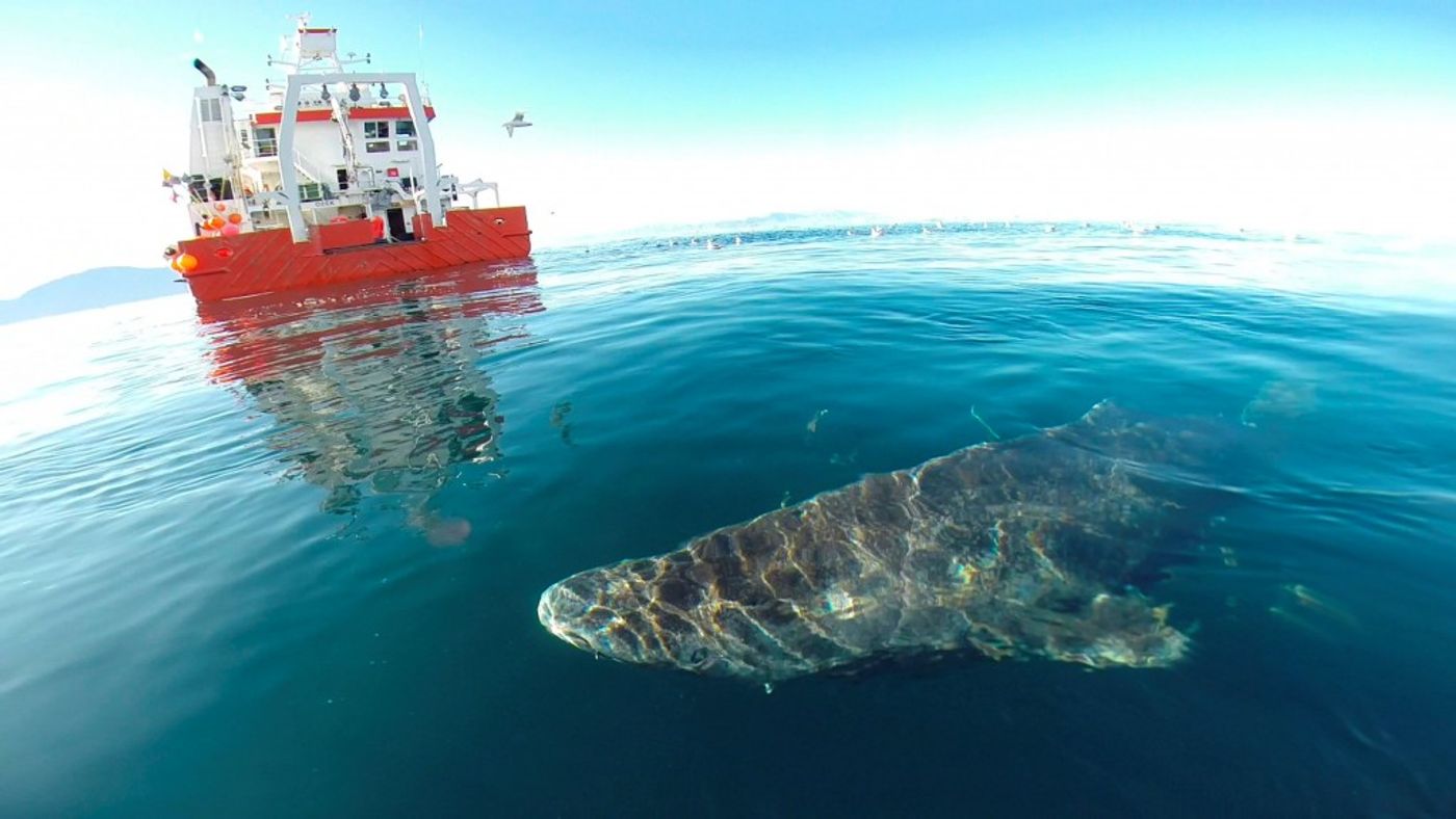 A live Greenland Shark that was released back into the wild by the fishing boat crew. 