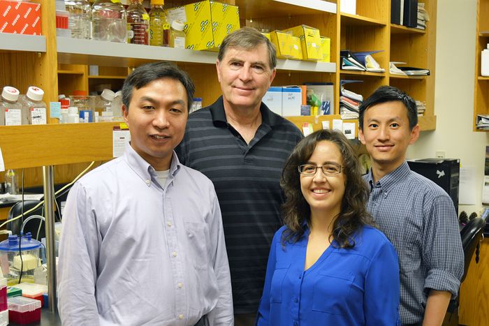 Authors of the new paper include (left to right) Changchun Xiao, David Nemazee, Alicia Gonzalez Martin and Maoyi Lai of The Scripps Research Institute.