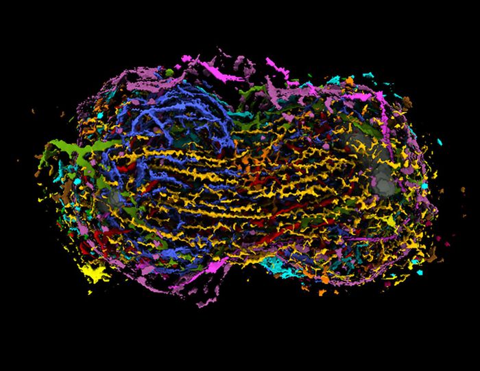 This image shows all major structures of a human stem cell during mitosis. / Credit: Allen Institute
