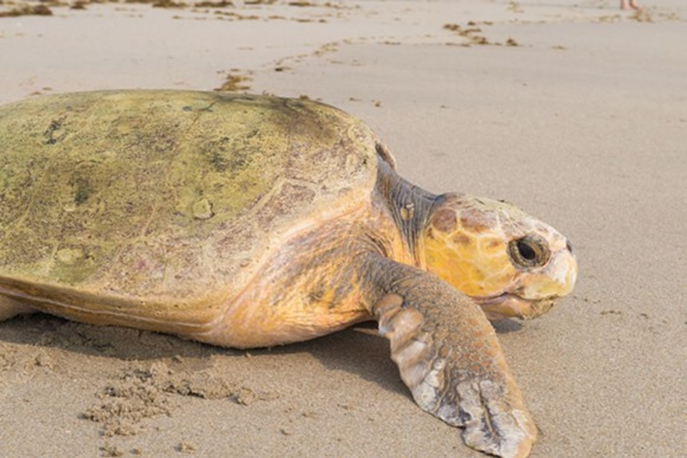 This Loggerhead Turtle was officially returned to the wild on World Turtle Day.