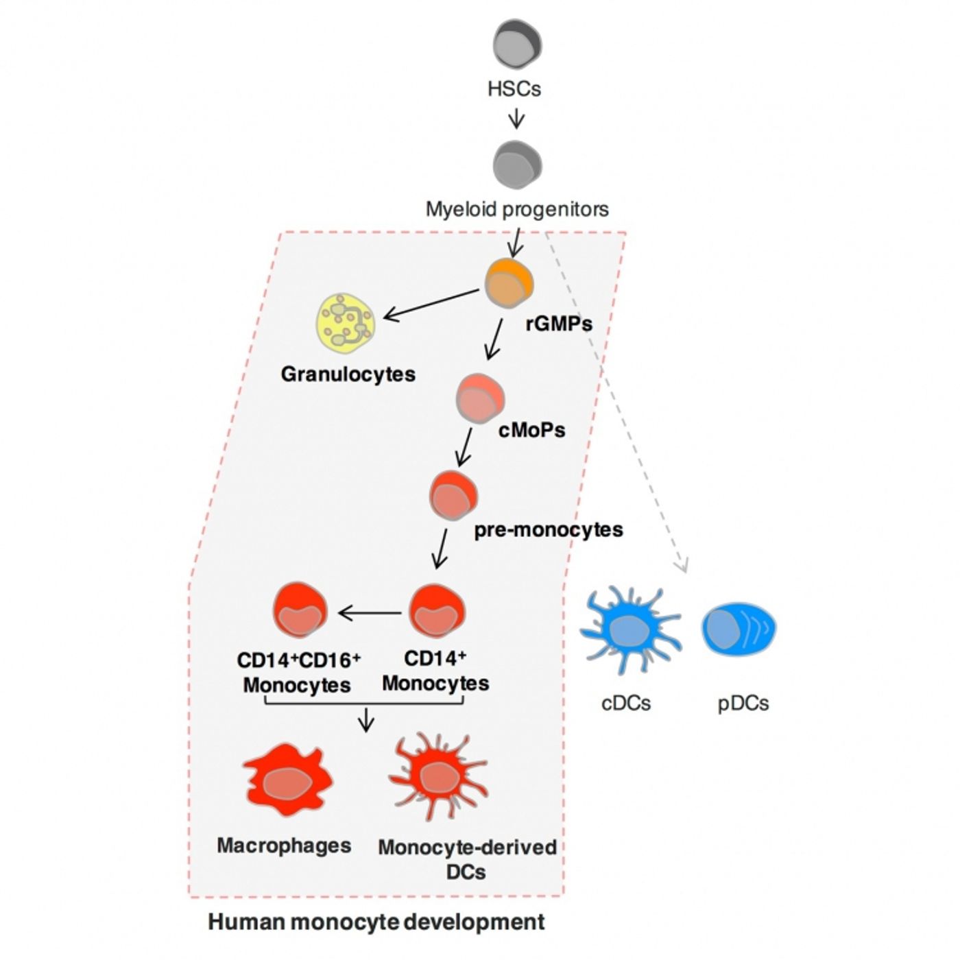 Identification of human common monocyte progenitor (cMoP). Credit: Tokyo Medical and Dental University