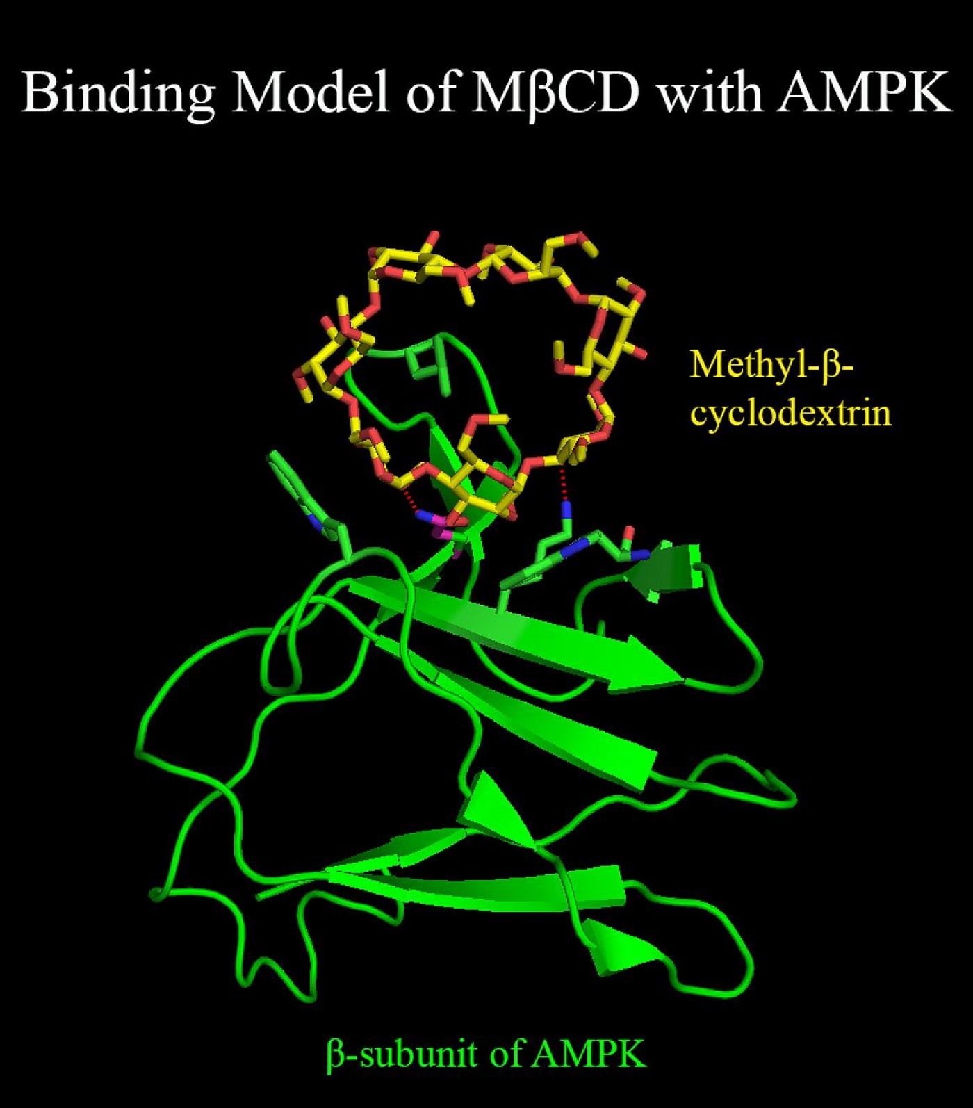 The compound methyl-β-cyclodextrin turns on an enzyme, AMPK, triggering a response against a rare genetic disease, NPC1. / Credit: NCATS