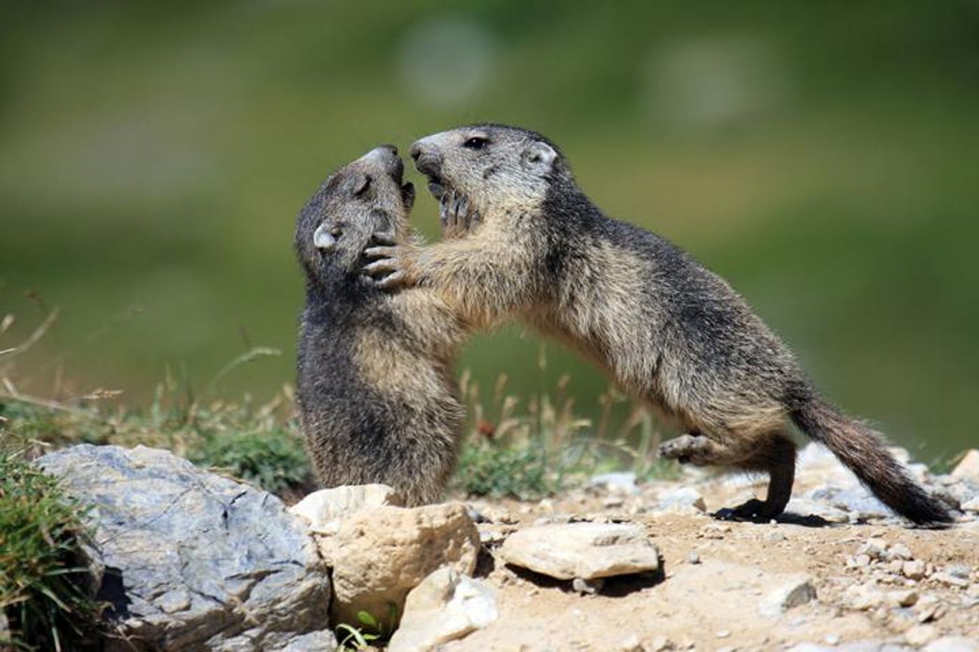 Playing marmots. / Credit: Carole and Denis Favre-Bonvin