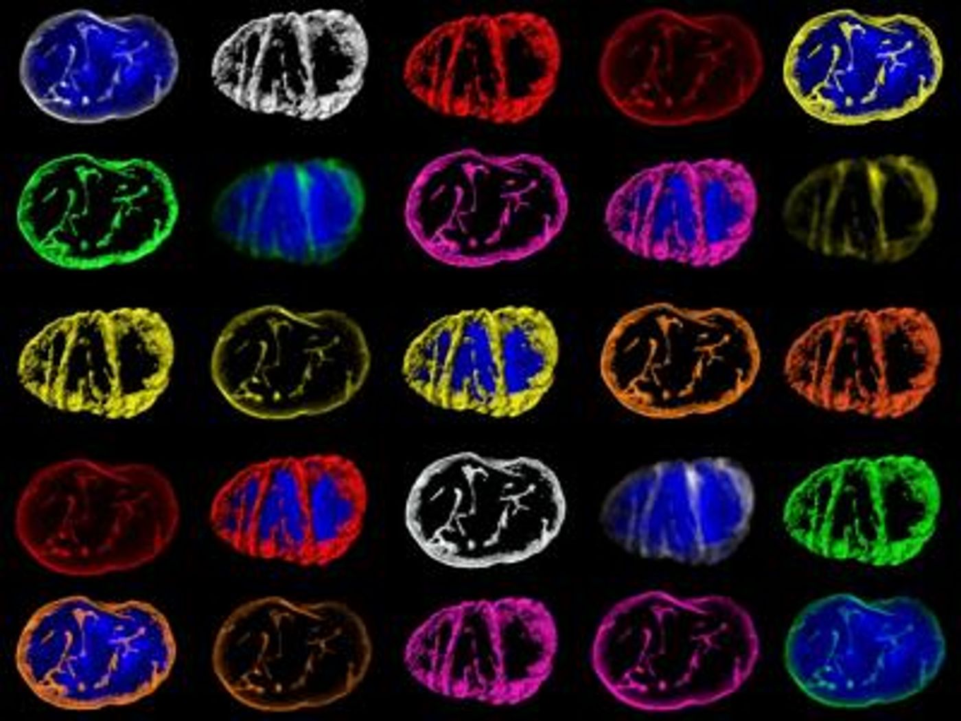 Cells in the body are wired like computer chips to direct signals that instruct how they function. Unlike a fixed circuit board, however, cells can rapidly rewire their communication networks to change their behavior. / Credit: The University of Edinburgh