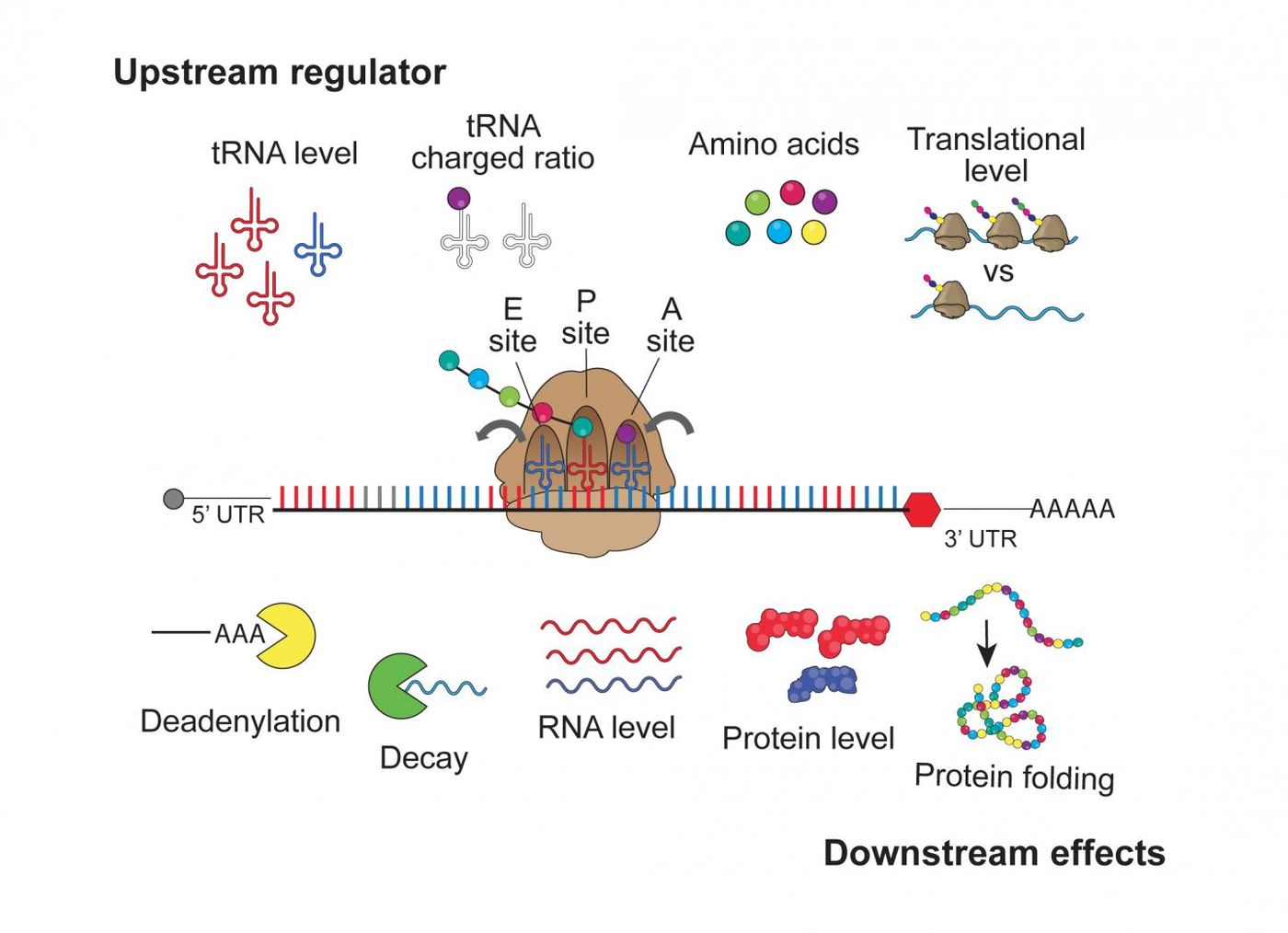 A new study using human cell lines provides insight on how instructions embedded within mRNA messages can affect mRNA levels, mRNA stability, and protein production in a translation-dependent manner. / Credit: Bazzini Lab