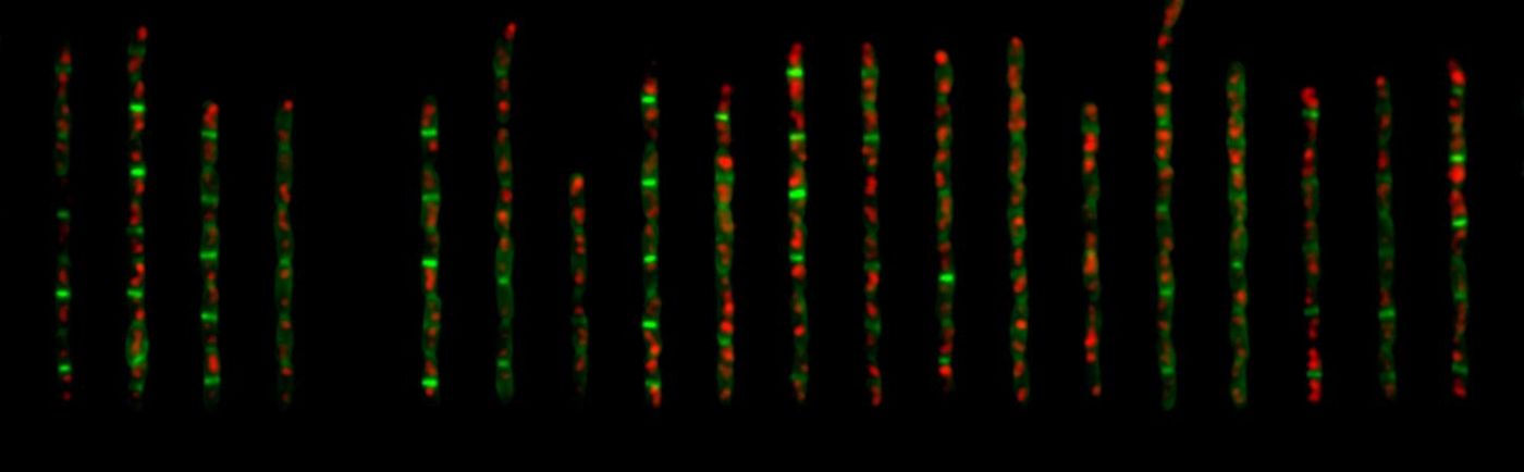 These are E. coli cells expressing fluorescent fusion proteins of the replisome and division ring in two colors./ Credit: Jun Lab, UC San Diego