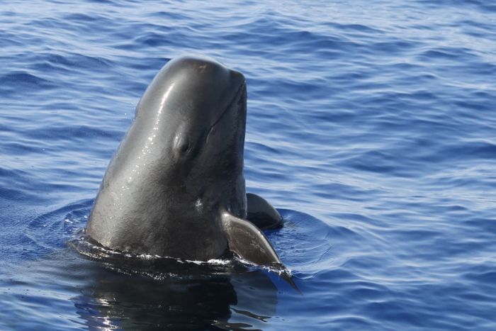A picture of a short-finned pilot whale, captured by the researchers.