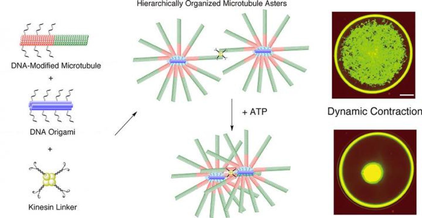 Mixing DNA-modified microtubules, DNA origami and kinesin linkers leads to star-like formations of microtubules that are connected by kinesin linkers. This network contracted dynamically when ATP energy was added./ Credit: Matsuda K. et al., Nano Letters