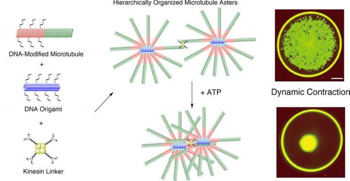 Mixing DNA-modified microtubules, DNA origami and kinesin linkers leads to star-like formations of microtubules that are connected by kinesin linkers. This network contracted dynamically when ATP energy was added./ Credit: Matsuda K. et al., Nano Letters