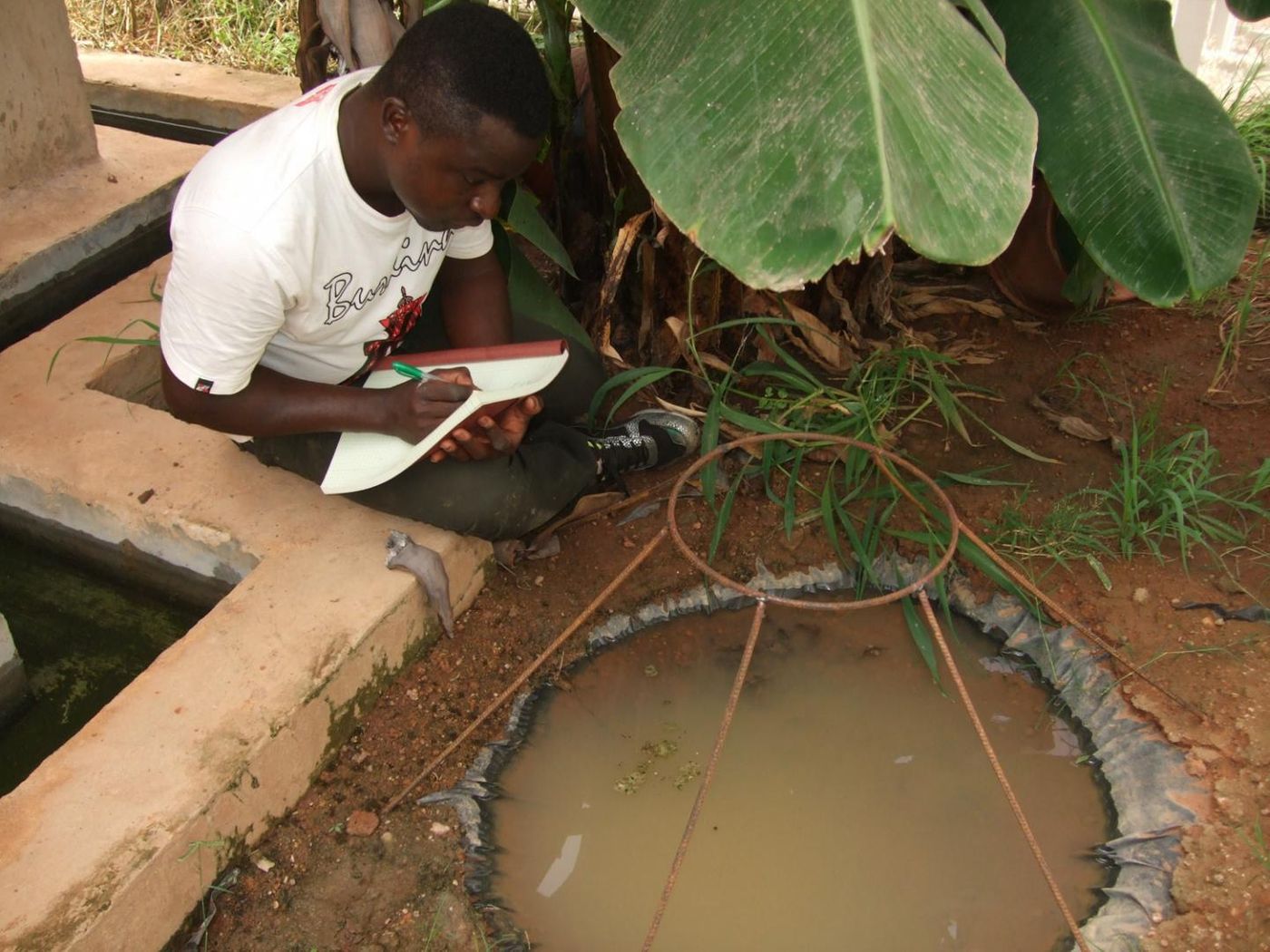 Study co-author Etienne Bilgo observes one of the breeding pools in MosquitoSphere where researchers found that the simple application of a transgenic fungus on a hanging black sheet safely reduced mosquito populations by more than 99%. / Credit: Oliver Zida