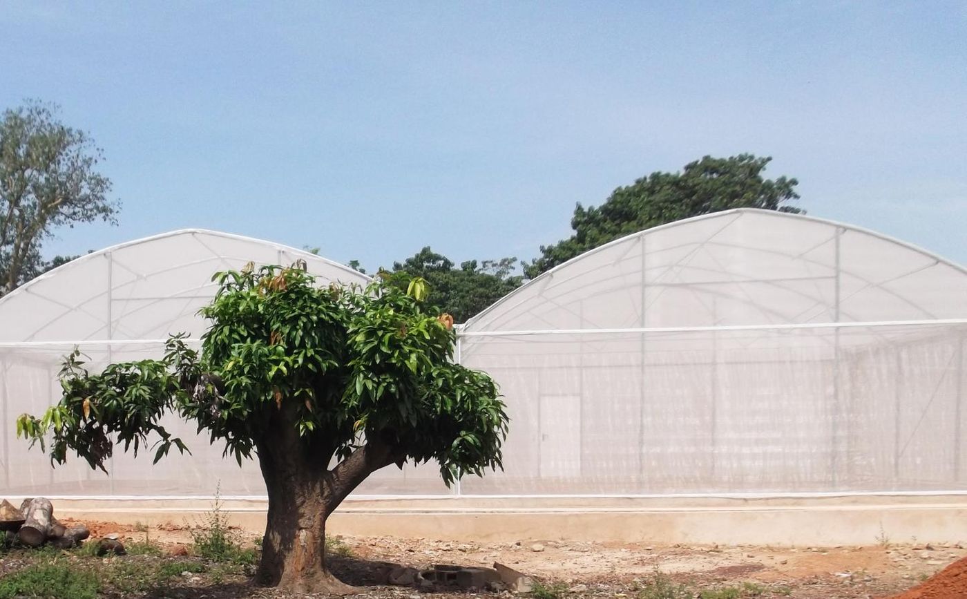 MosquitoSphere, a roughly 6,550-square-foot, screened-in structure in Burkina Faso, West Africa, was designed to simulate a village setting and included plants, huts, small pools of water and a food source for mosquitoes. / Credit: Etienne Bilgo