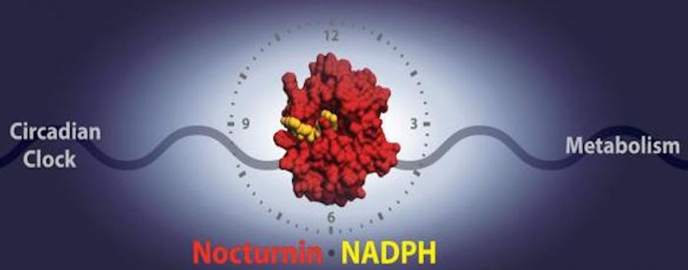 A new study reveals the mechanism by which the circadian clock enzyme Nocturnin interacts with its target, NADPH, to affect energy regulation and metabolic functions. / Credit: Michael Estrella, Jin Du and Alexei Korennykh, Princeton University