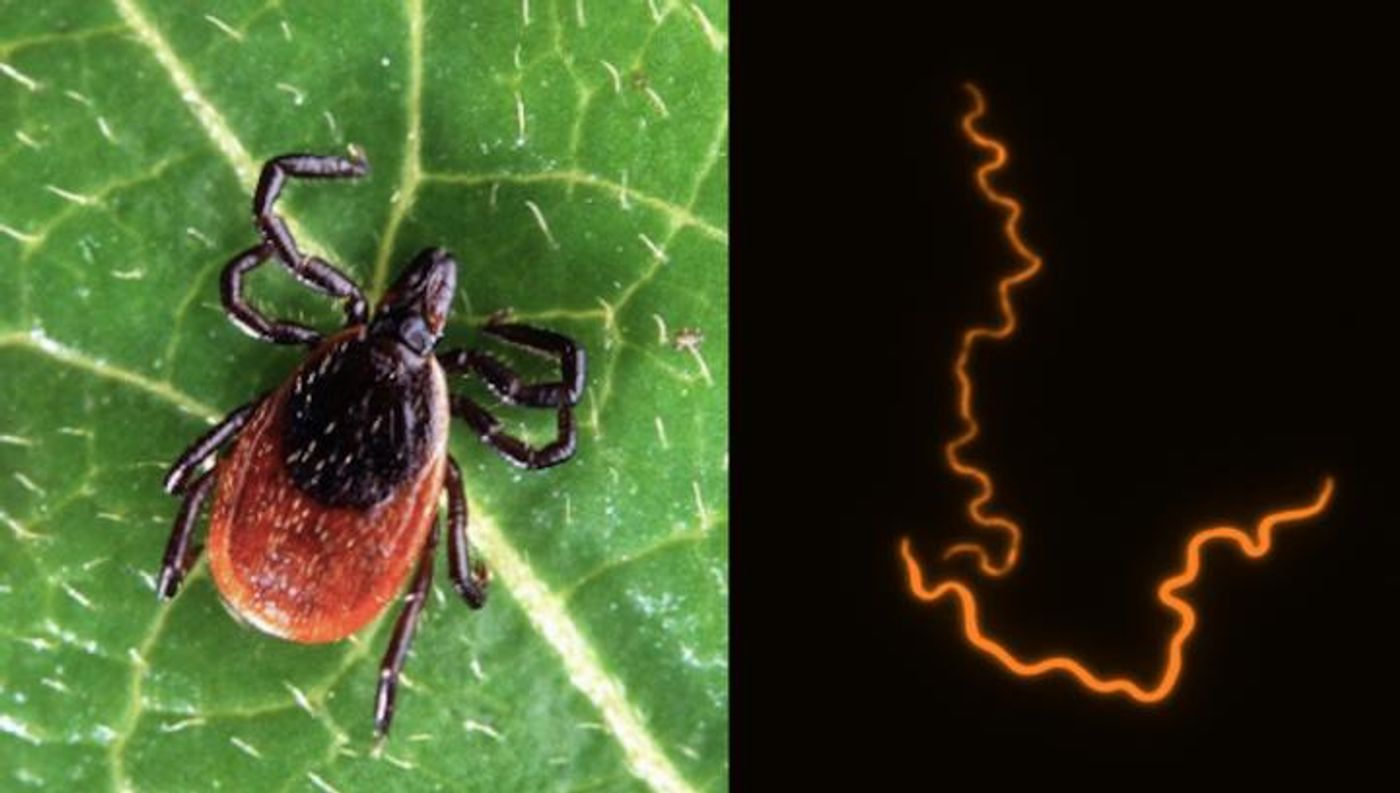A deer tick (left), one of the species of tick that transmits the bacteria that causes Lyme disease. High resolution fluorescently tagged image of the bacteria B. burgdorferi that causes Lyme disease (right). / Credit: Virginia Tech / Brandon Jutras