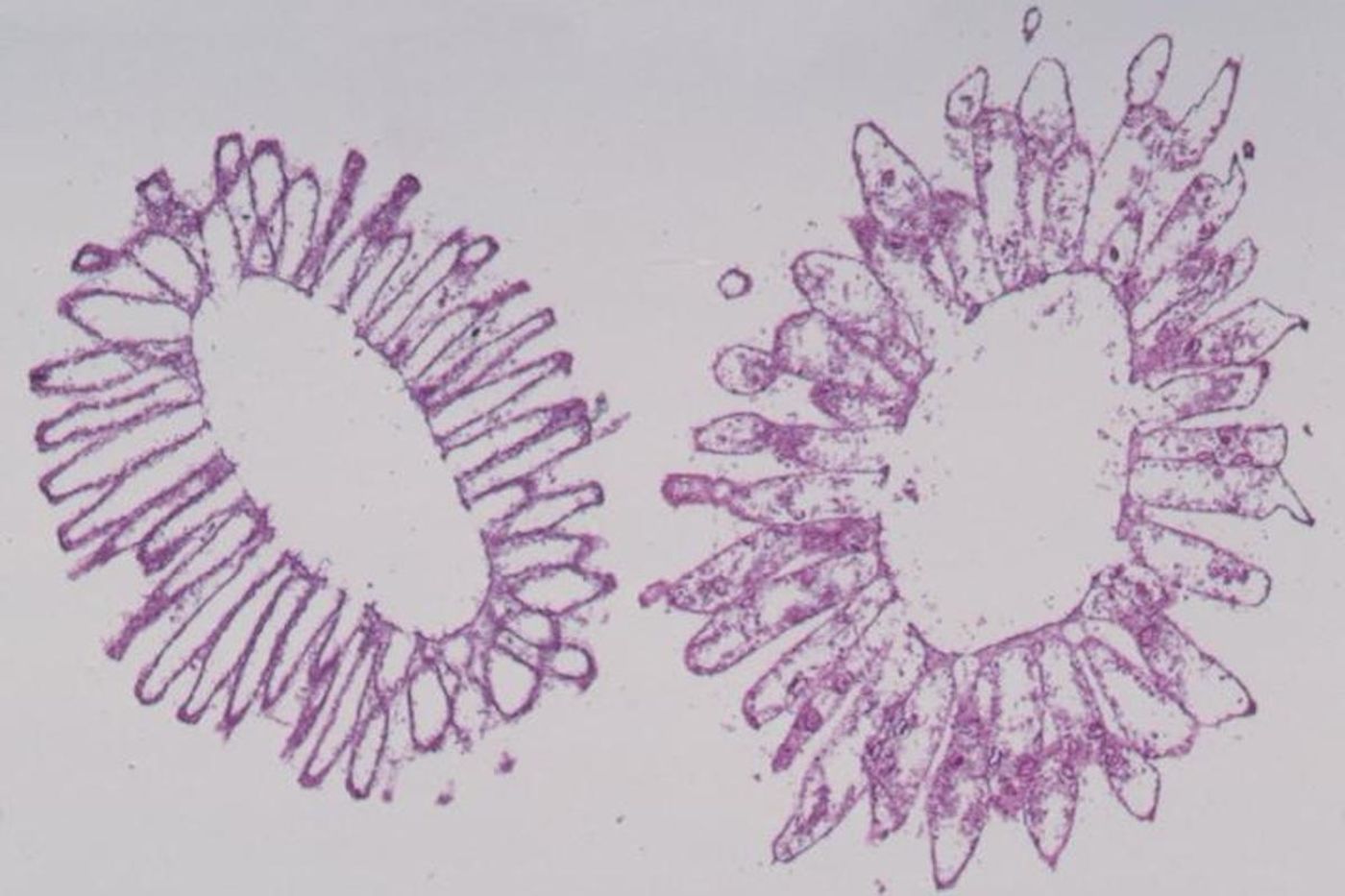 This is a Choanocyte cross section. / Credit: The University of Queensland