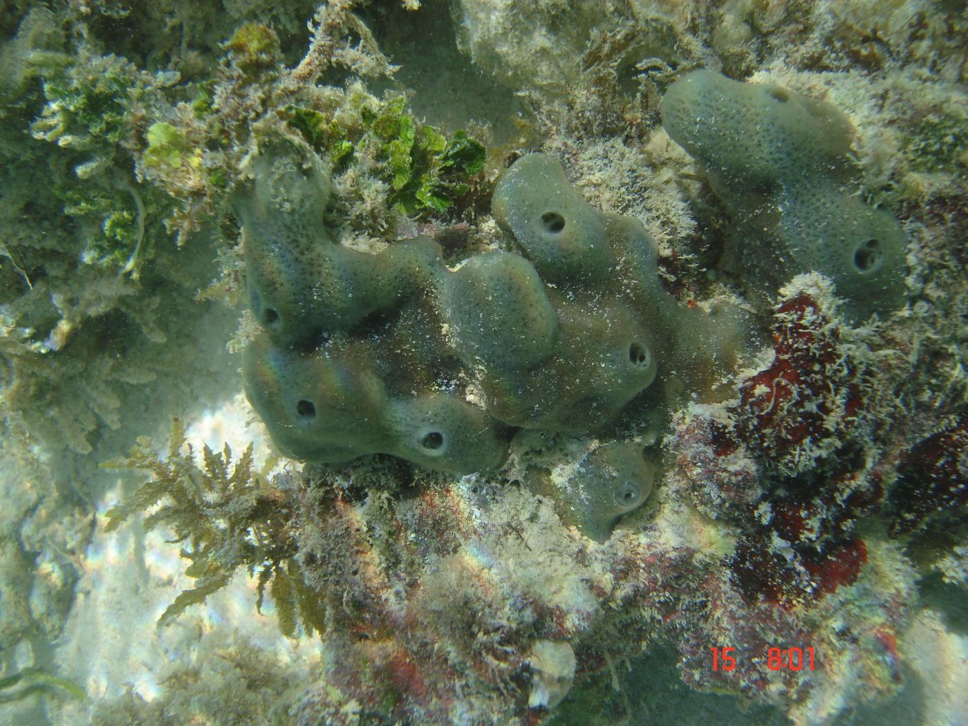 This is an image of the adult sponge Amphimedon queenslandica. / Credit: The University of Queensland