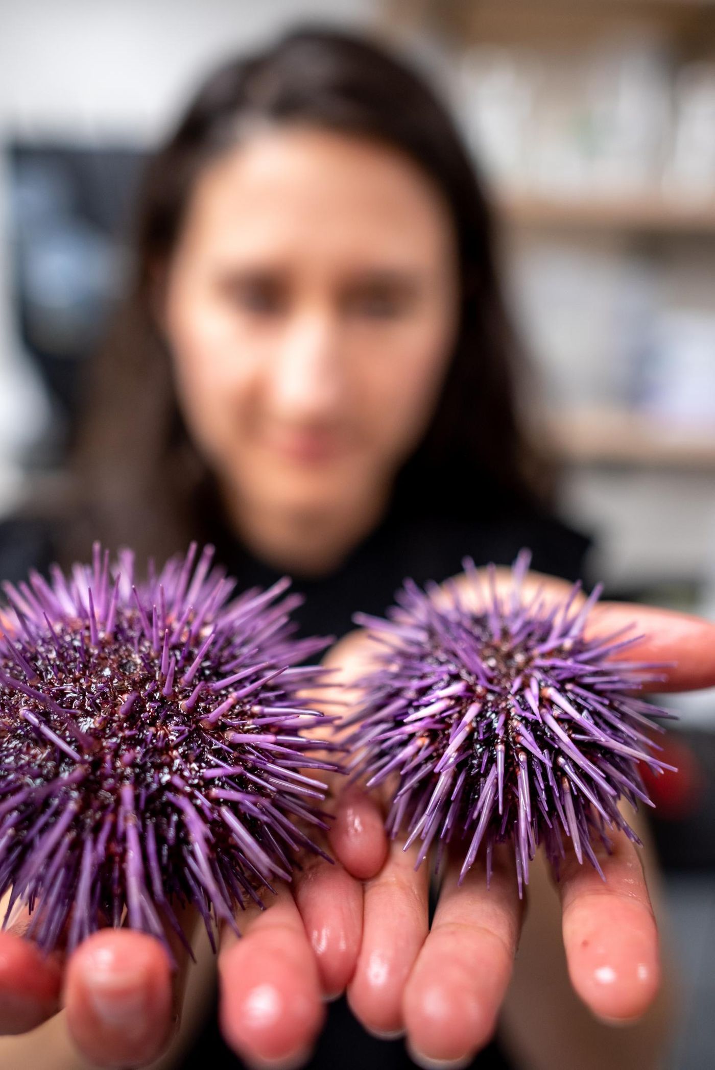 University of Vermont biologist Melissa Pespeni examines two purple sea urchins./ Credit: Joshua Brown/UVM