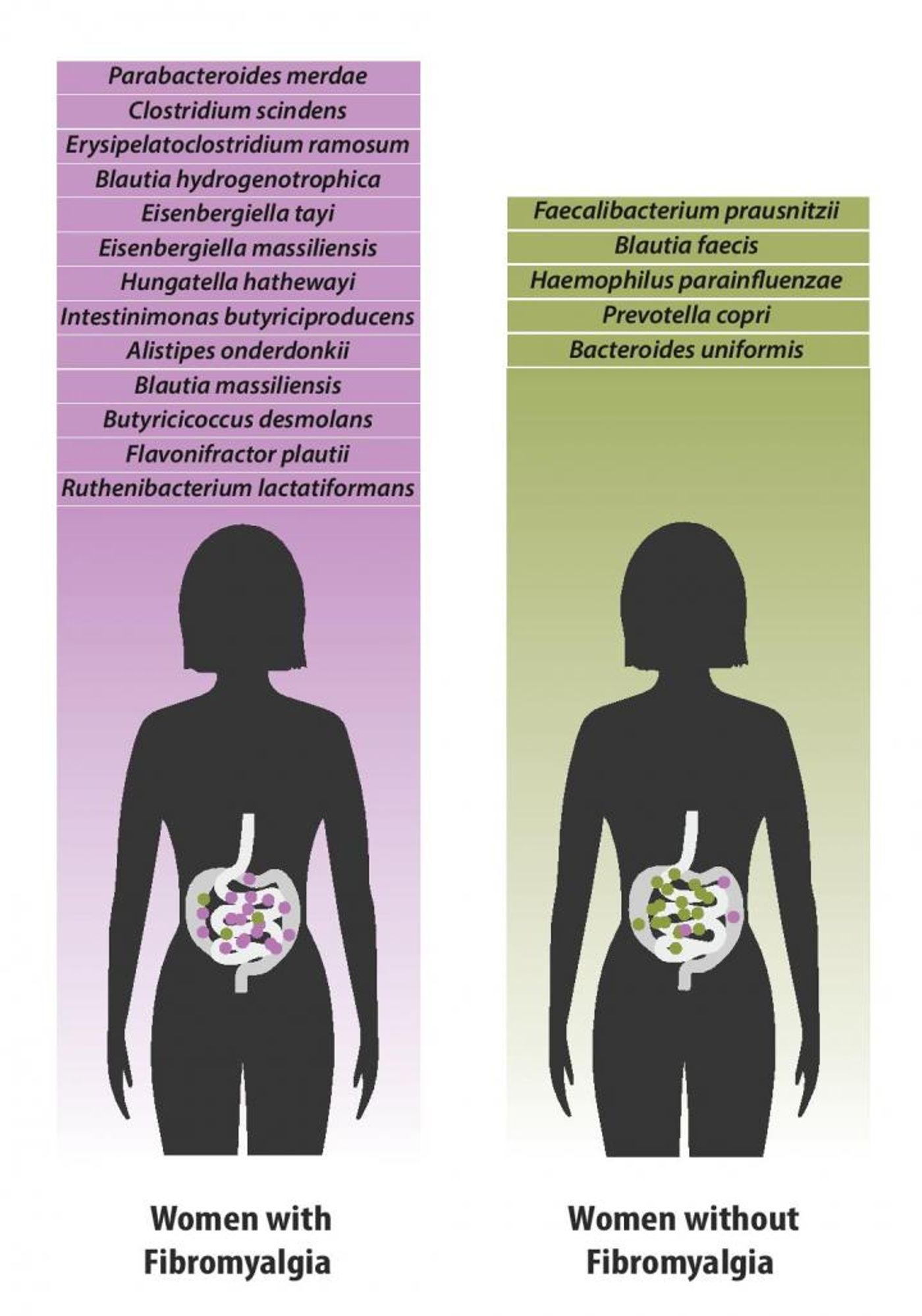 Bacterial species which were found in greater quantities in individuals with fibromyalgia (left) versus species which were found in greater quantities in healthy individuals (right). / Credit: Dr. Amir Minerbi