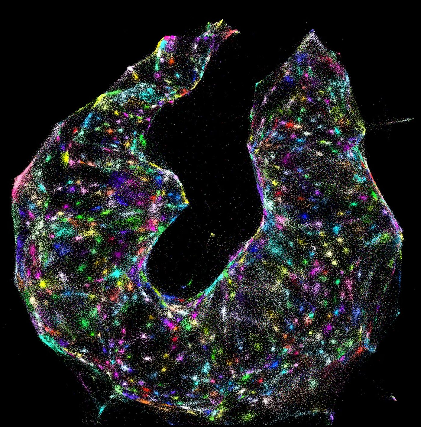 Using DNA microscopy, scientists can identify different cells (colored dots) within a sample -- with no prior knowledge of what the sample looks like. / Credit  J. Weinstein et al./Cell 2019