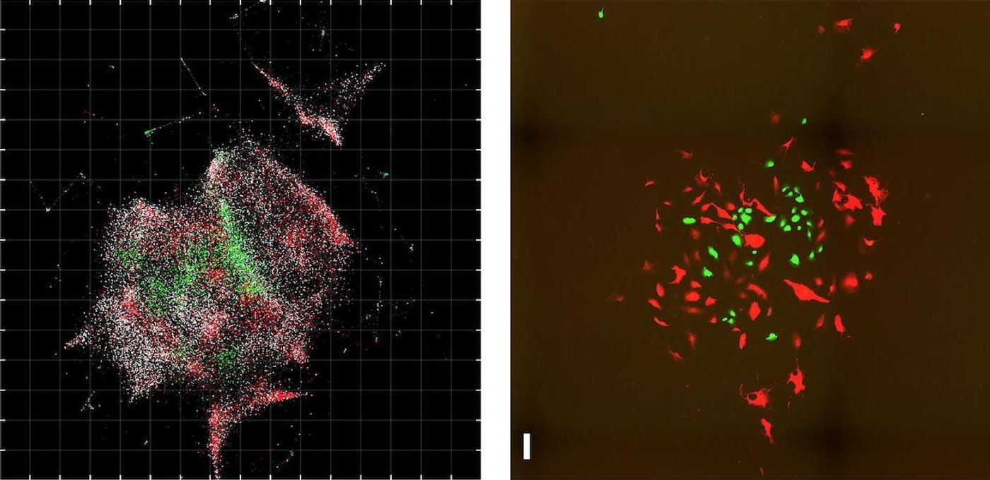 A comparison of images of cells captured with DNA microscopy (left), and a fluorescence microscope (right). Scale bar = 100 micrometers. Credit  J. Weinstein et al./Cell 2019