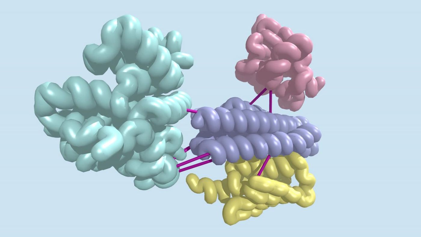 Which protein molecules work together to carry out important biological functions? An analysis of thousands of bacterial genomes has given researchers new insights into which proteins interact inside cells. Similar studies are underway on human genomes. / Credit: Institute for Protein Design