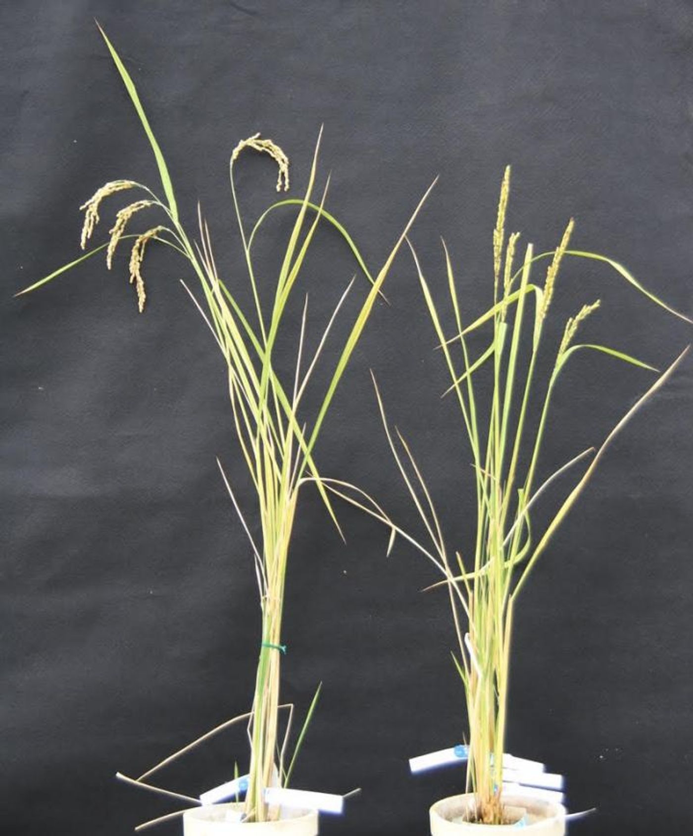 mitochondrial gene that causes cytoplasmic male infertility was deleted using a mitoTALENs technique. Infertile rice (right) stands straight, but fertile rice (left) bends under the weight of heavy seeds. / Credit:Tomohiko Kazama, CC-BY