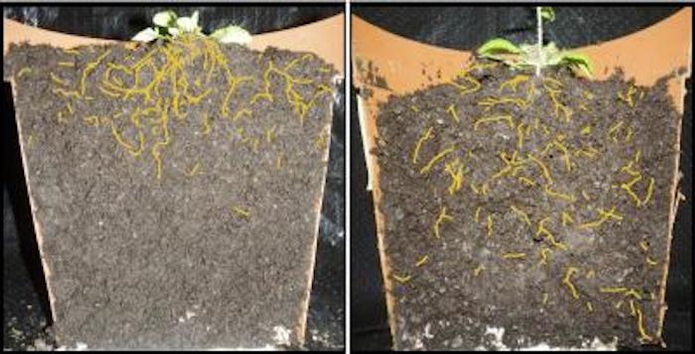 Left: Shallow roots of a normal thale cress. Right: Thale cress variant with deeper root system architecture. (Roots colored yellow for better visibility.) / Credit: Salk Institute
