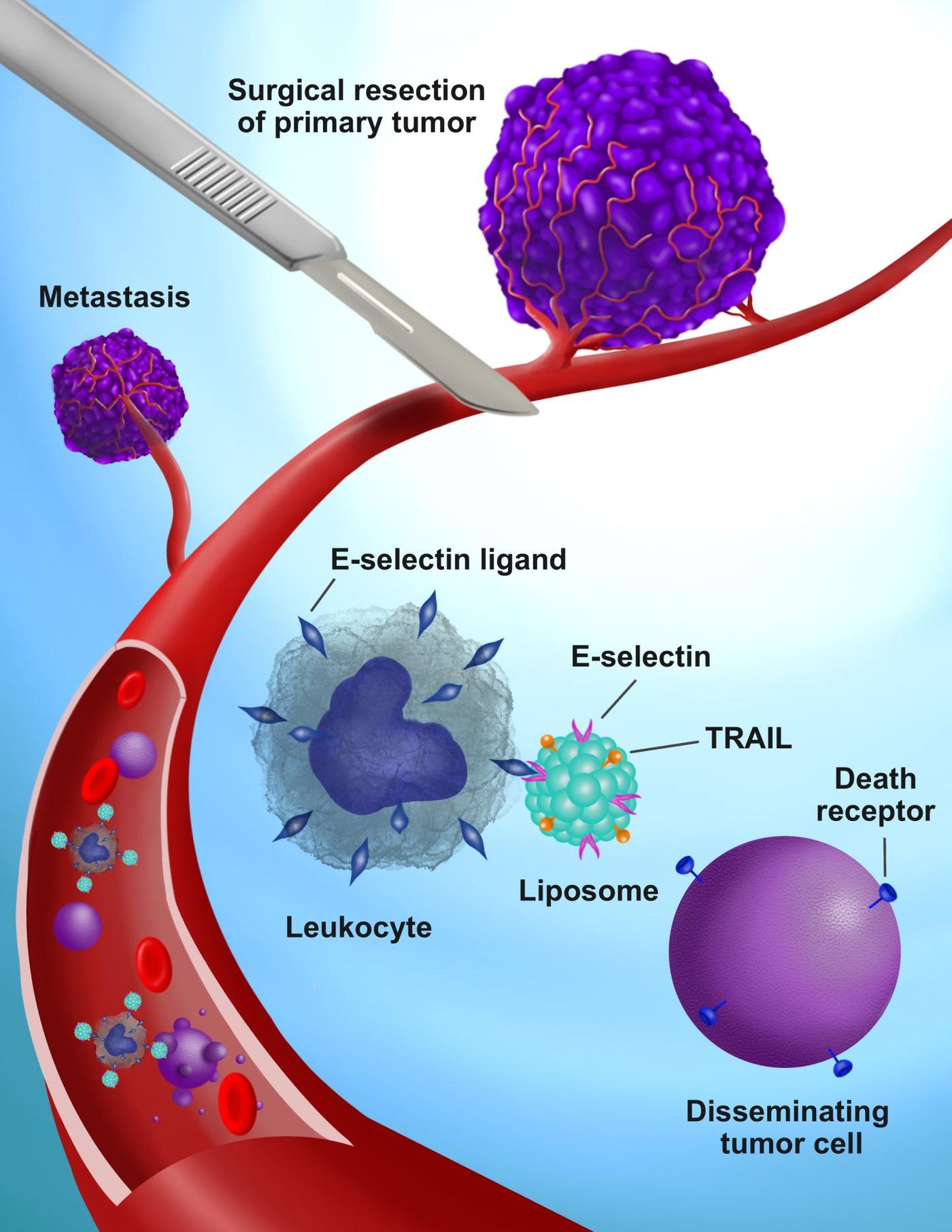 Illustration of TRAIL-coated leukocytes / Credit: Vanderbilt University