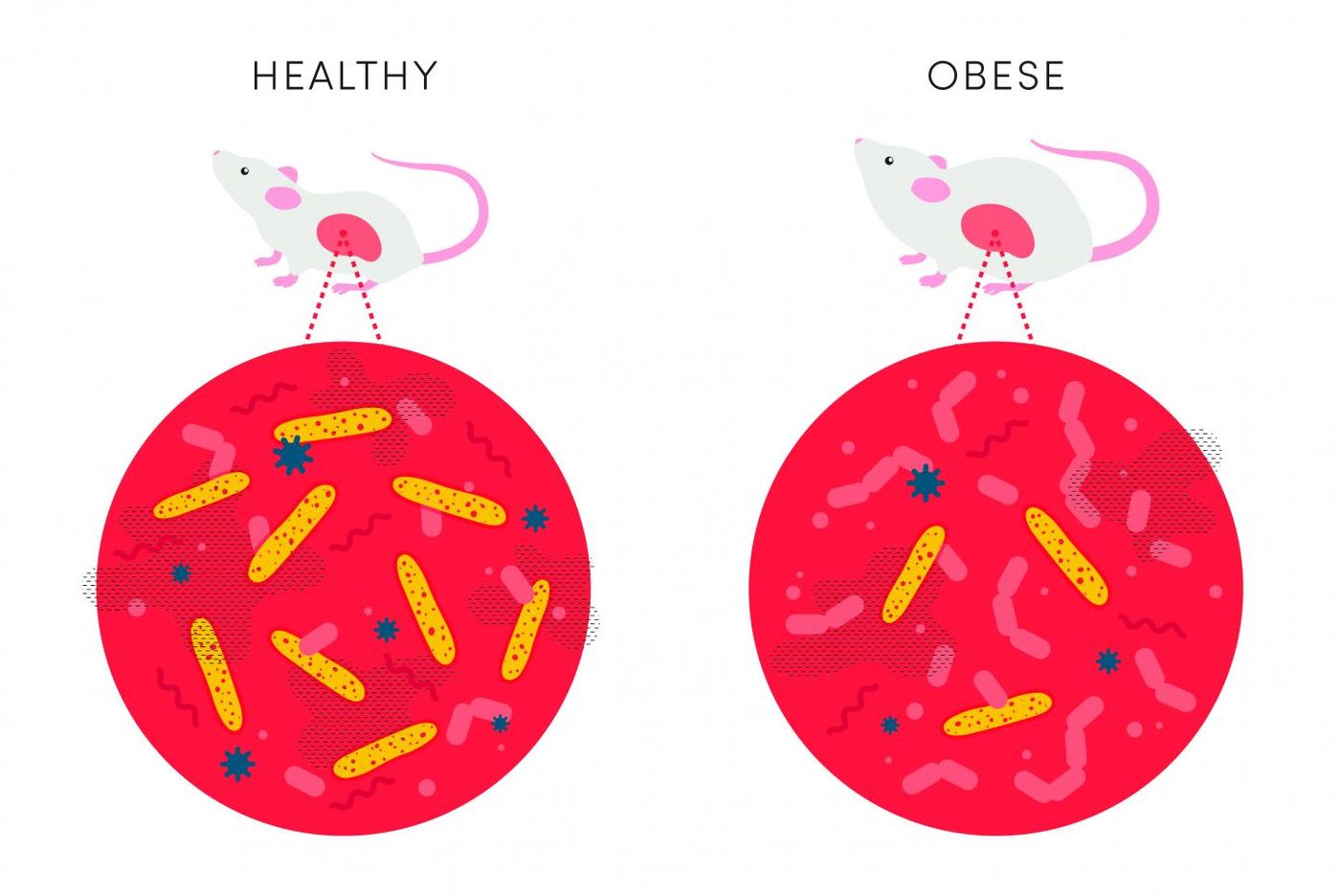 Mice that inevitably become obese have a compromised immune system and less of a class of bacteria called Clostridia in their gut microbiome than healthy mice. Giving Clostridia to the immune-impaired mice prevents obesity. / Credit: Luat Nguyen, University of Utah Health