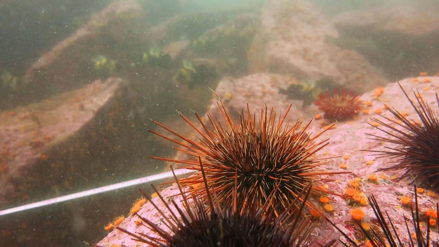 Coralline algae in a sea urchin barren. / Credit: Jenn Burt