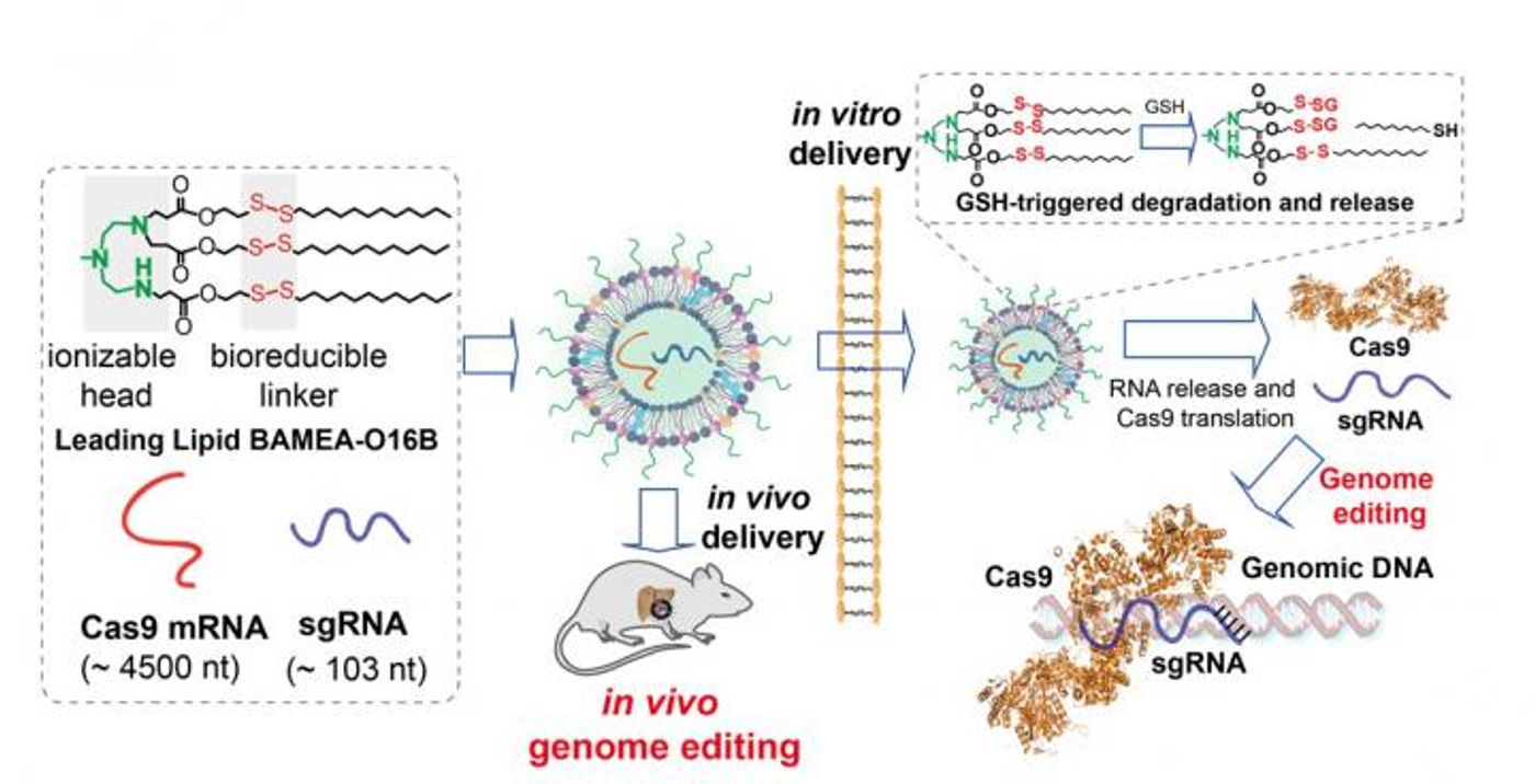 Lipids formulated with a bioreducible linker form the wall of nanoparticles encapsulating Cas9 mRNA and sgRNA. Linkers are broken upon entering cell in vitro or in vivo, the particles disintegrate, contents are delivered and used by the cell. / Credit: Qiaobing Xu, Tufts University