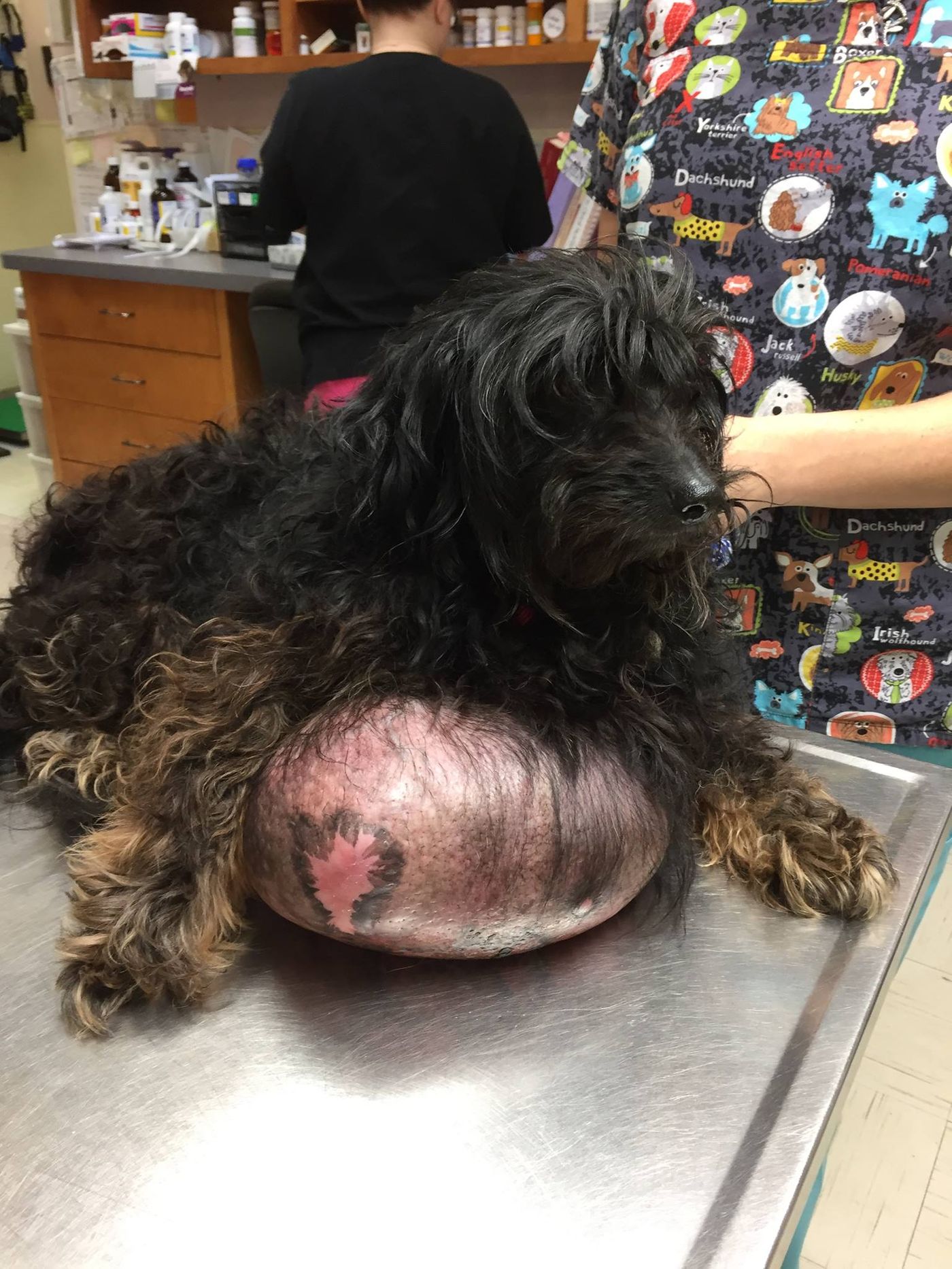 Oreo sits in the vet's office to get his massive tumor checked on.