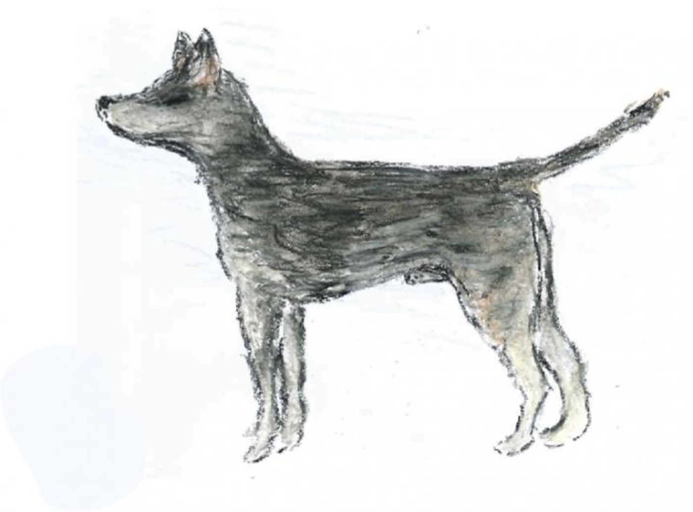 Artist's impression of the 'founder dog' that first gave rise to CTVT. This dog's phenotypic traits were interpreted from the genetic variation found in the DNA of the cancer that it spawned. / Credit: Emma Werner